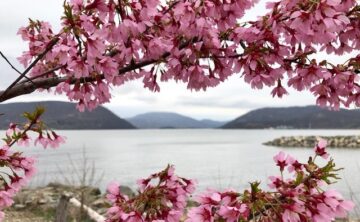 Peekskill Rotary 9th Annual Cherry Blossom Festival & Plant Sale