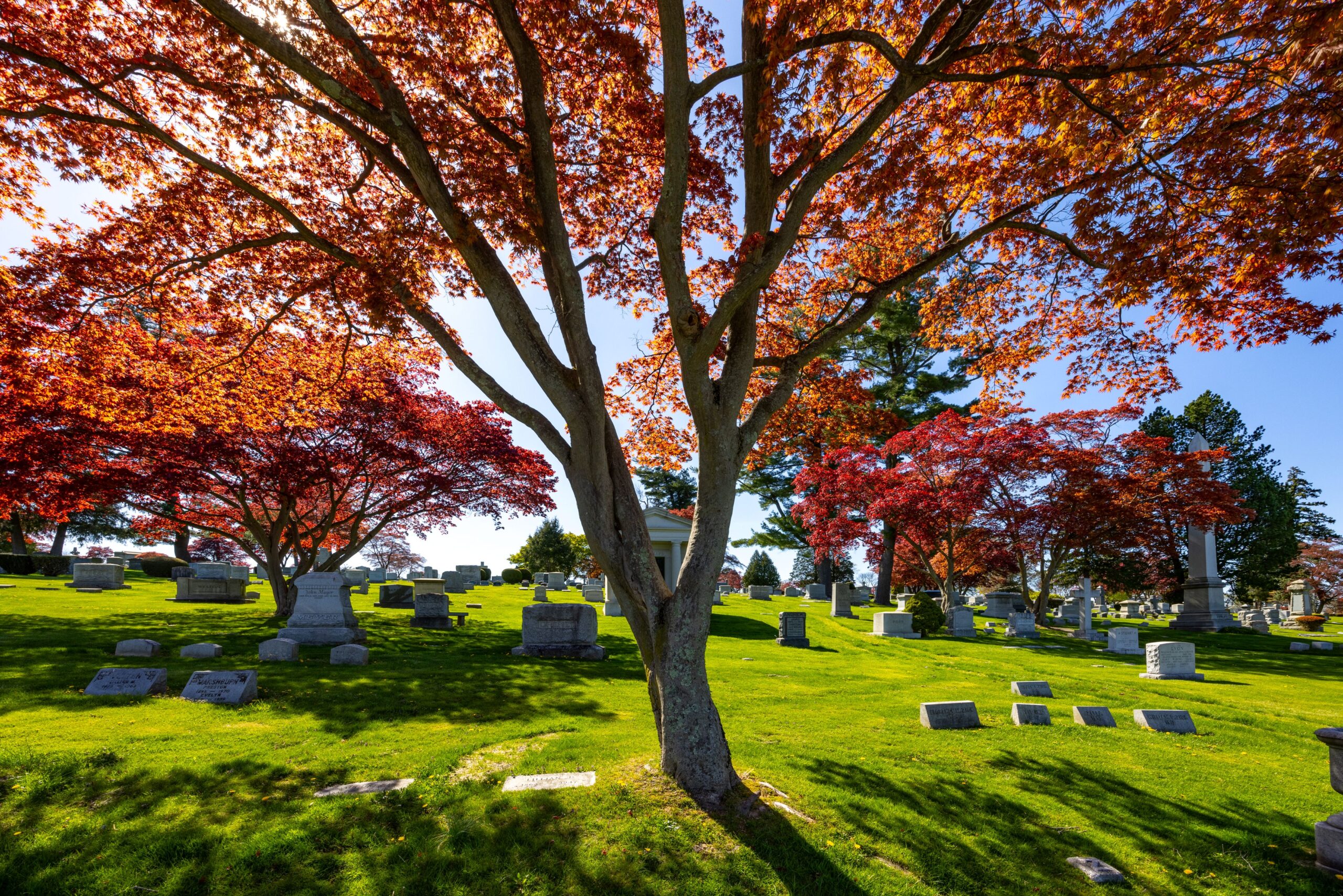 Friends of Kensico Cemetery Announces Free Tree Root Systems Seminar & Air Spade Demonstration