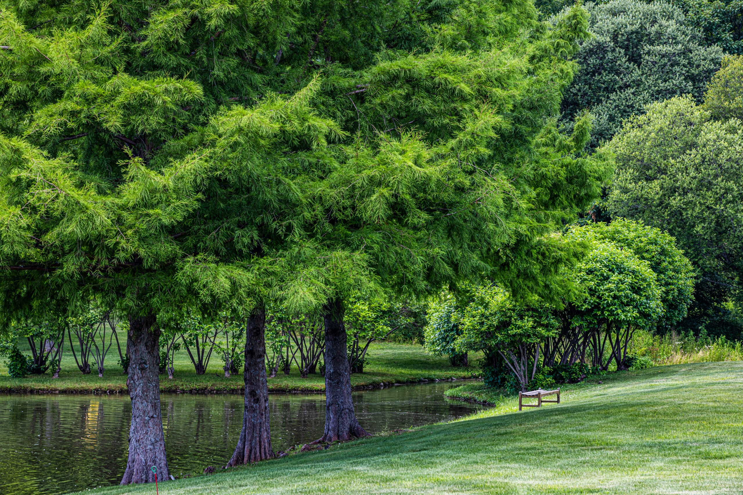 Friends of Kensico Cemetery Receives $230,000 State Grant for Wetland and Stream Restoration